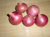 Sell red onion