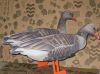 Greylag goose