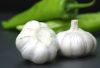 Sell CHINESE  WHITE GARLIC