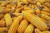  Maize | Maize Exporter | Corn Grain Seller | Maize Buyer | Bulk Maize Grain Importer | Corn bean Buyer | Corn bean Wholesaler | Corn Grain Manufacturer | Best Quality Corn Grain | Cheap Maize Supplier | Low Price Corn | Yellow Corn | White Cron | Baby Ma