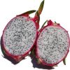 Supply Dragon Fruits