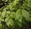 Sell Siberian ginseng Bulk Quantity