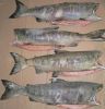 Frozen 6/9 Chum Salmon (O. keta)