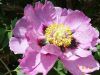 Sell   peony , paeonia rockii,