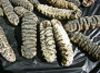 SEA CUCUMBER FOR SALE