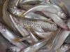 selling frozen fish