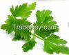 selling parsley