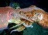 selling the frozen  octopus seafood/fish fresh