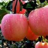 2017 new fresh fruits red Fuji apples