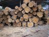 Teak rough squares logs or round wood