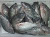 Sell black tilapia whole round whole gutted scaled tilapia fillets