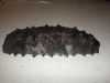 MEXICAN FROZEN BADIONOTUS SEA CUCUMBER