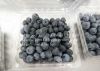 Sell  Frozen Blueberry