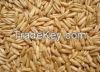 Naked oats/Hulled Oats