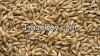 Animal feed barley