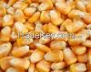 Yellow and White  Corn