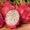 Sell fresh dragon fruit