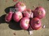 Fresh Red Indian Onion