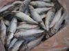 Sell FROZEN SARDINELLA LONGICEPS