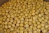 Selling Egyptian chickpeas