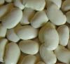 Sell White Kidney Bean Extract (Phaseolus vulgaris extract)