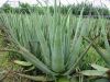 Sell  Aloes extract(Aloin)