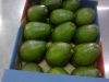 SALE: Fresh Avocados in season from Kenya