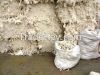 Sales Offer for Cotton Comber Noil