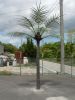 Sell artificial palm tree