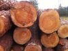 Sell Pine Logs Ukraine