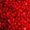 Sell Lingonberry Red