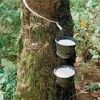 Sell Natural Rubber Freshly Obtained From Rubber Tree