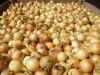 Best quality Potatoes and Onions available