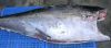 Sell HG fresh yellowfin tuna