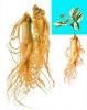 Sell  highest quality Panax Ginseng Extract