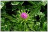 Sell Milk Thistle Extract