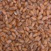 organic feed wheat