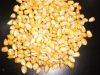  Maize | Maize Exporter | Corn Grain Seller | Maize Buyer | Bulk Maize Grain Importer | Corn bean Buyer | Corn bean Wholesaler | Corn Grain Manufacturer | Best Quality Corn Grain | Cheap Maize Supplier | Low Price Corn | Yellow Corn | White Cron | Baby Ma