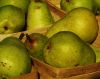 Fresh Pears for sale