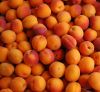 Fresh Apricot for export