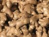 high quality best price ginger from South Africa