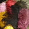 Ostrich Feather