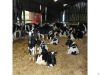 Alive Fattening Beef Bulls for sale/ Helathy Pregnant Holstein Heifers Cattle