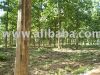 Sell Teak land