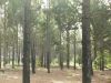 Selling Pitch pine forest