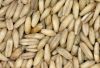 Oats Grains