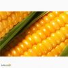 Feed Yellow Corn Ukraine Origin