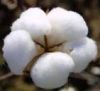 Sell Uzbek Cotton