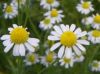 Sell chamomile(Flower & TBC)
