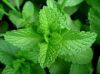 Sell pepper mint